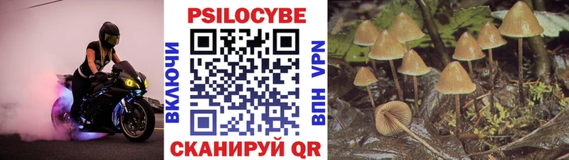 Псилоцибиновые грибы Cubensis Ивангород
